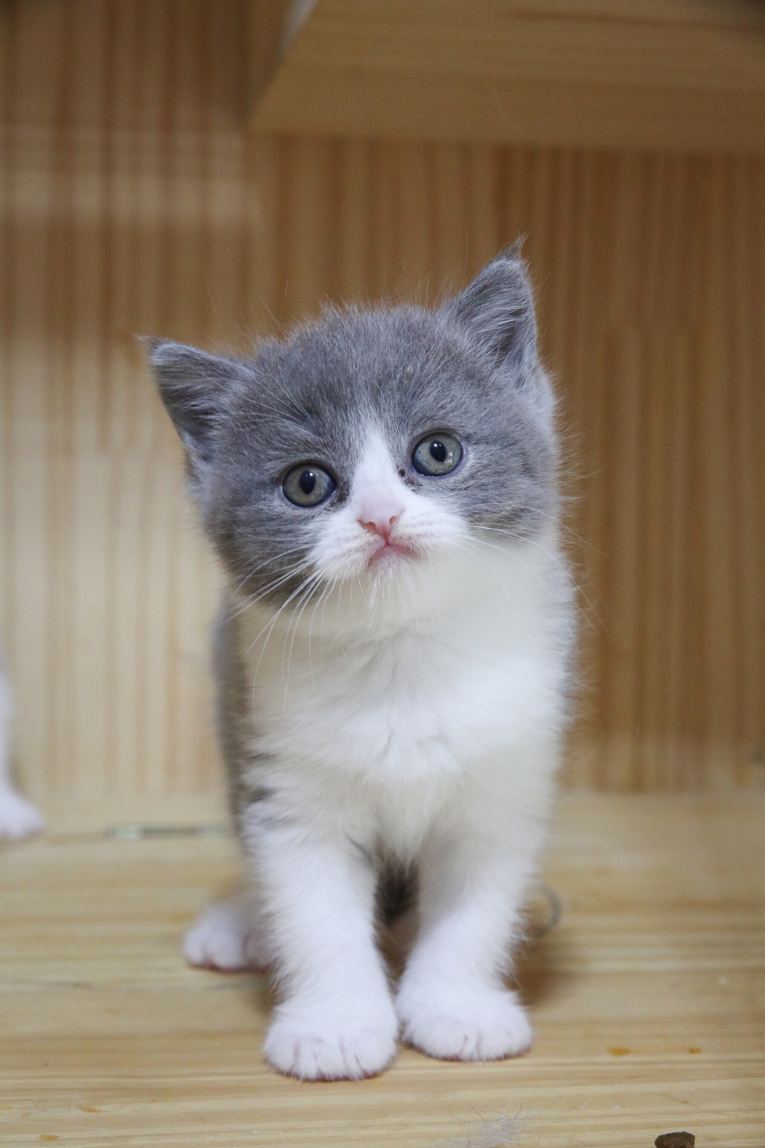 Adorable kitten