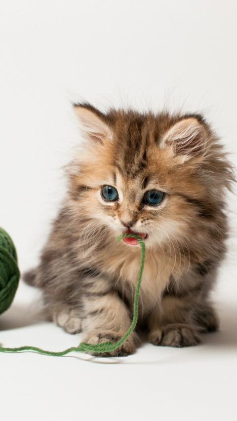 Cute kitten with yarn
