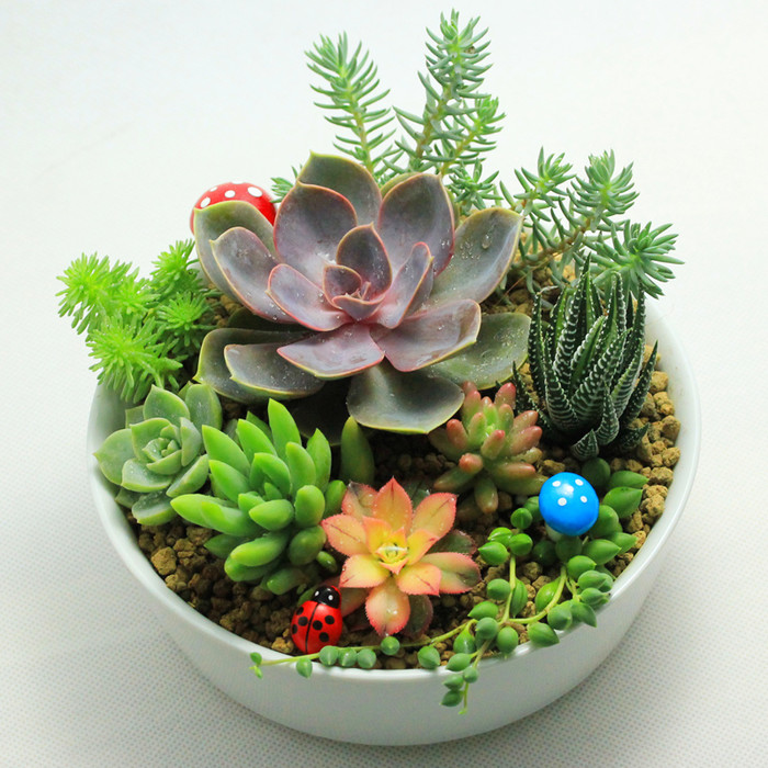 多肉植物组合