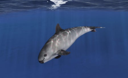 Vaquita