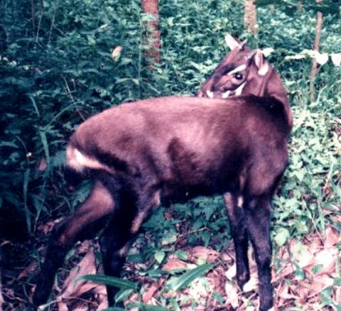 Saola