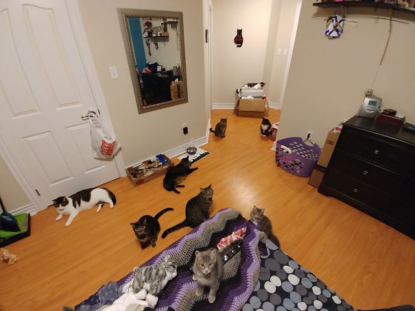 Multi-pet household