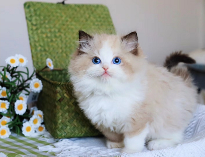 猫咪2