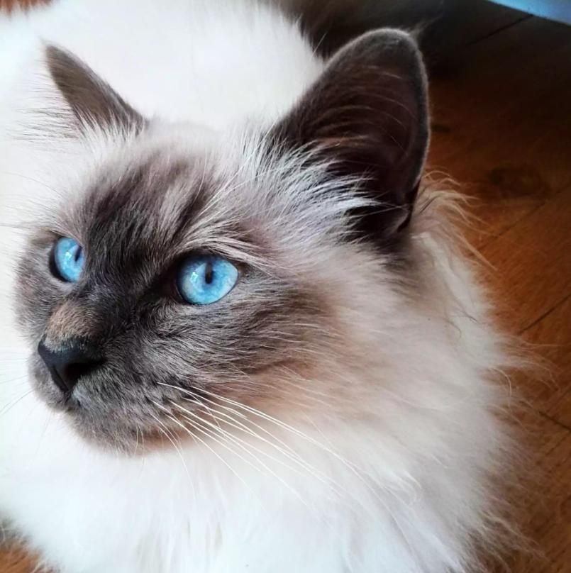 猫咪