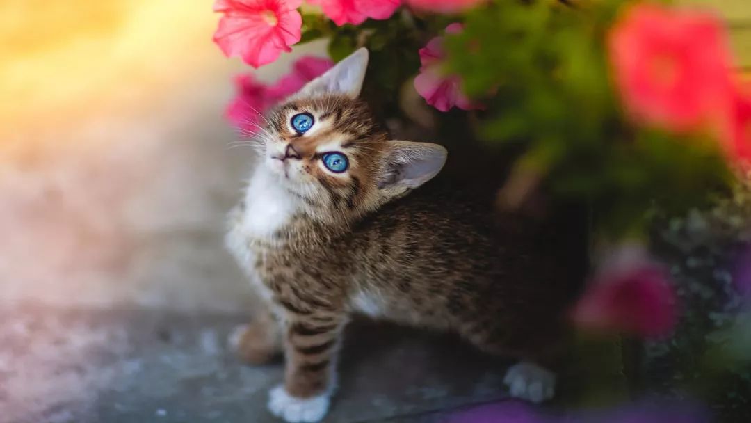Beautiful cat