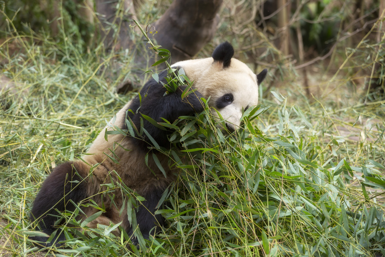 成都大熊猫