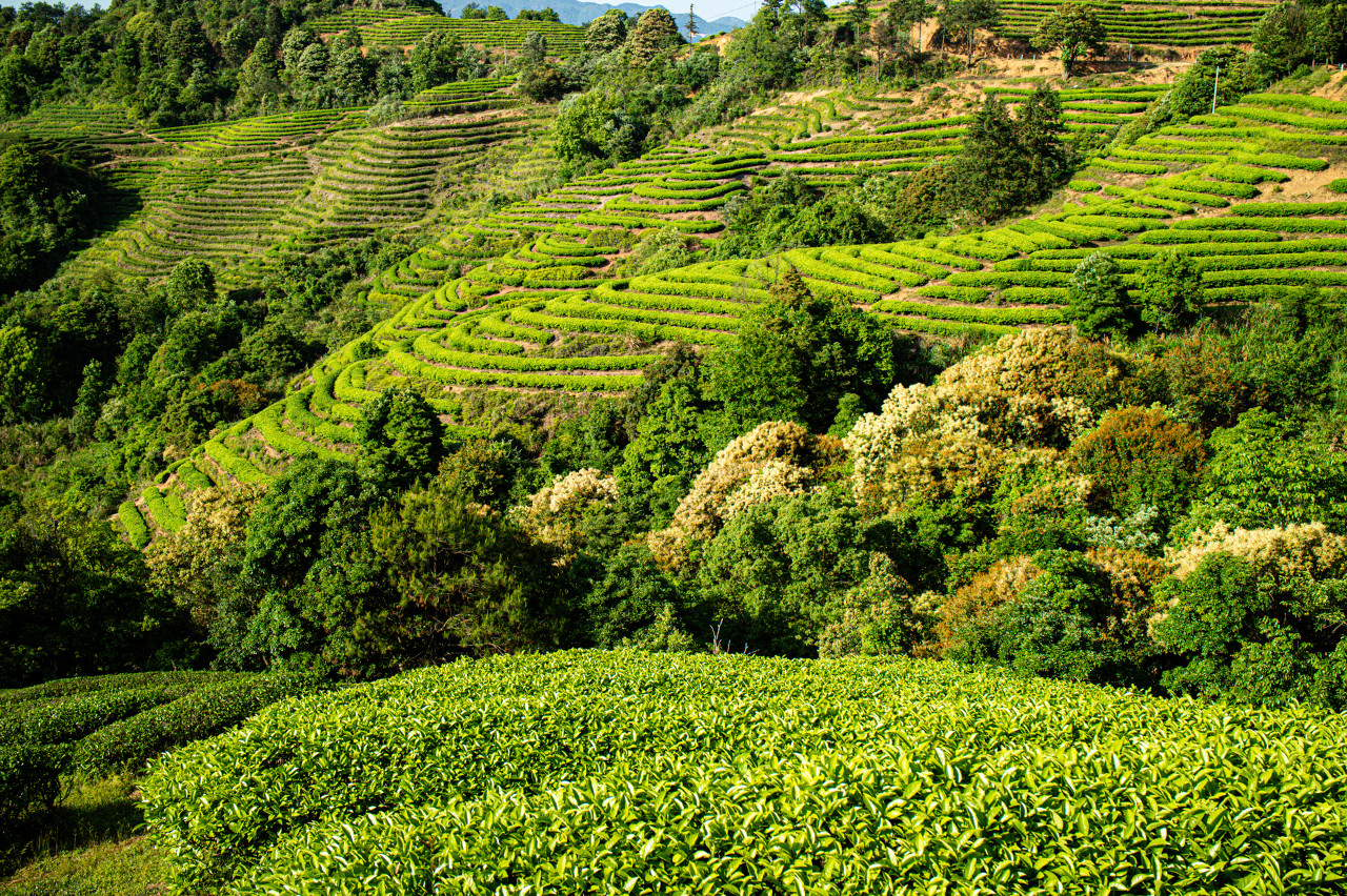 有机茶叶种植