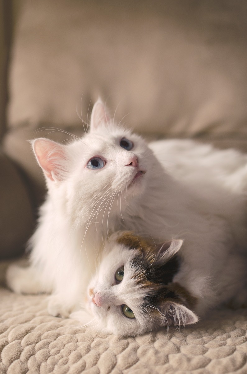 猫咪3