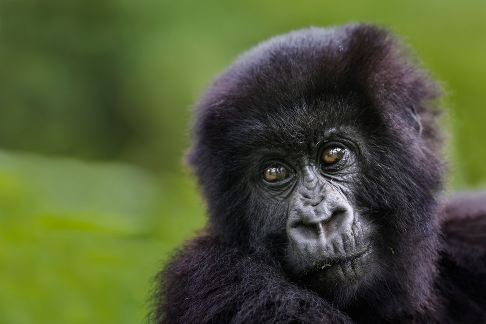 Mountain Gorilla