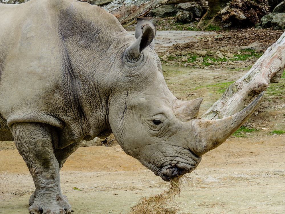 Northern White Rhino