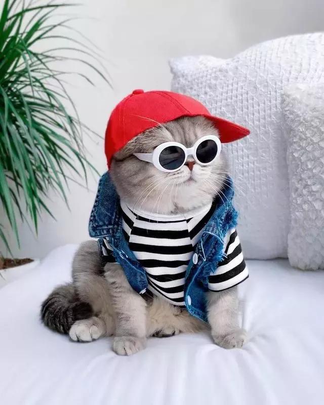 酷猫咪